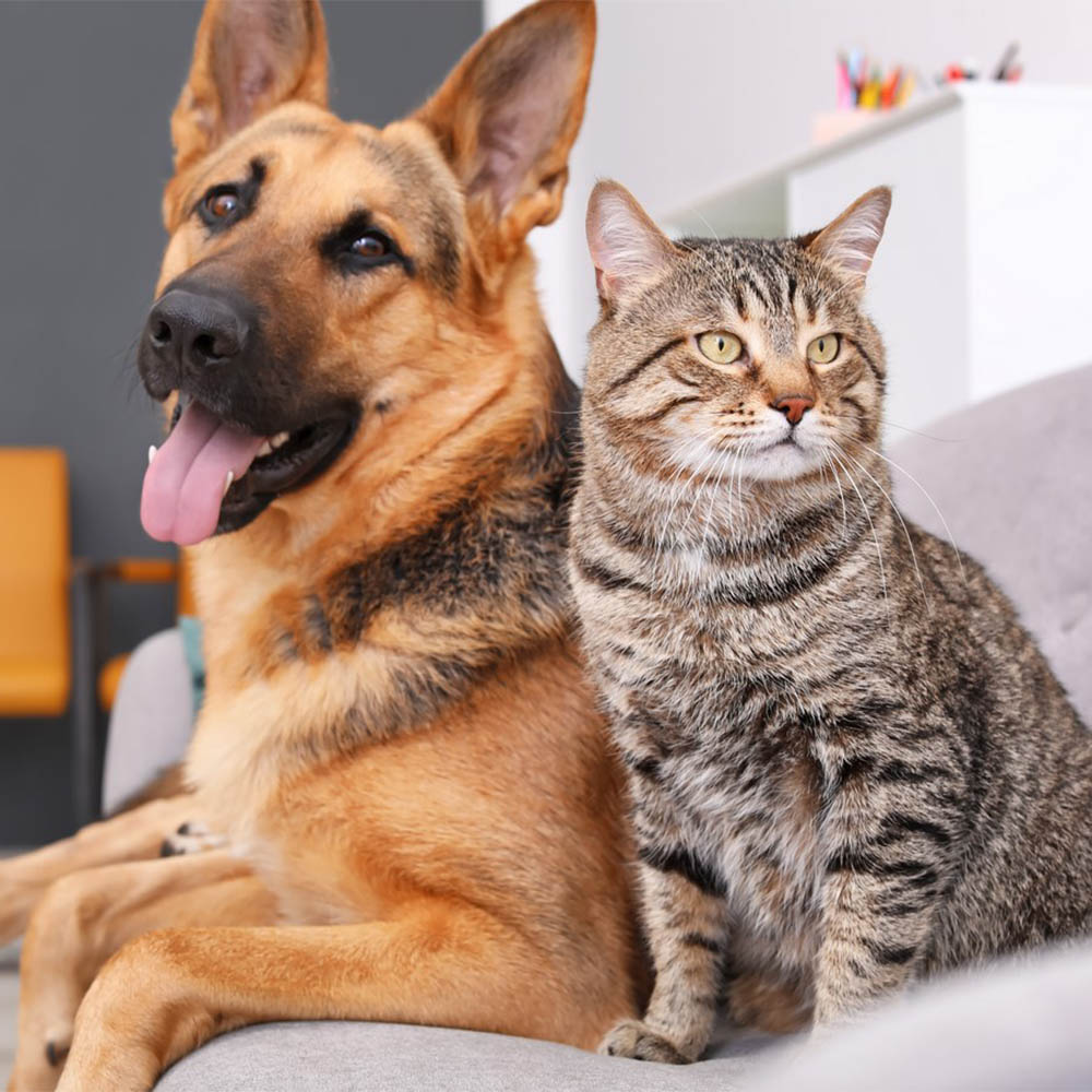 Pet sitter près de Dijon – Garde animalière & adoption Pet sitter près de Dijon – Garde animalière & adoption